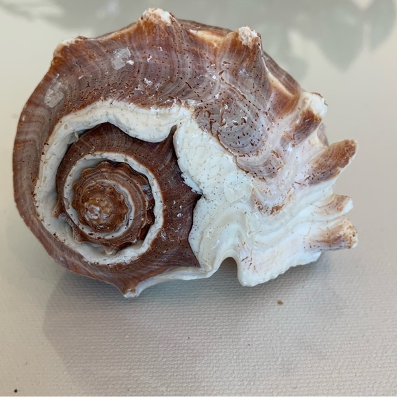 Striped Florida King Crown Conch Shell Melongena Corona Brown White Seashells 4" - Picture 3 of 12